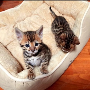 Kätzchen Kitten Bengal Abgabe ab sofort Bild 3