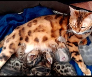 Kätzchen Kitten Bengal Abgabe ab sofort Bild 1