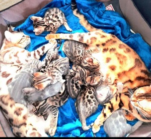 Kätzchen Kitten Bengal Abgabe ab sofort Bild 2