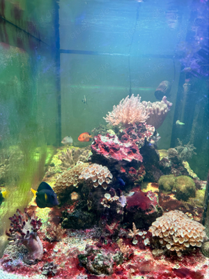 Meerwasser Aquarium 500L kpl. Set Bild 3