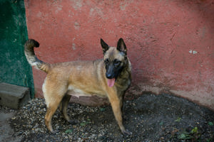 *KIM* - Malinois Mix - Sie sollte zu entsprechend erfahrenen Menschen