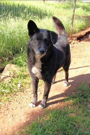 Mischlingsrüde Gerry sucht sein Zuhause Bild 3