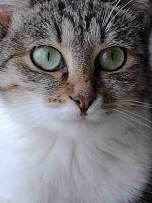 Daria, Katze, weiblich, 1 3 4 J., kastriert  Bild 1