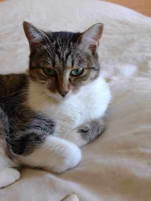 Daria, Katze, weiblich, 1 3 4 J., kastriert  Bild 3