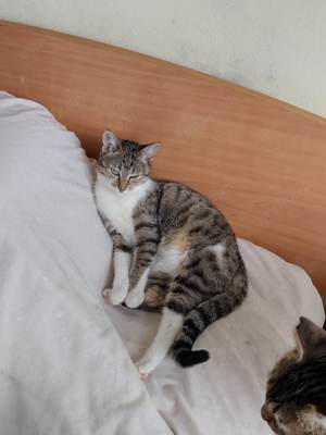 Daria, Katze, weiblich, 1 3 4 J., kastriert  Bild 4