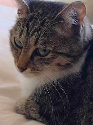Daria, Katze, weiblich, 1 3 4 J., kastriert  Bild 7