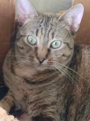 Toni, süße Katze, weibl., 3 J., kastriert  Bild 2