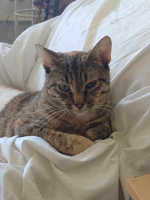 Toni, süße Katze, weibl., 3 J., kastriert  Bild 6