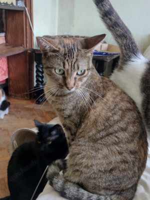 Toni, süße Katze, weibl., 3 J., kastriert  Bild 7