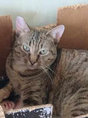 Toni, süße Katze, weibl., 3 J., kastriert  Bild 4