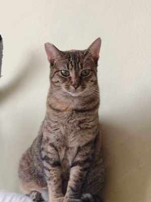 Toni, süße Katze, weibl., 3 J., kastriert  Bild 3