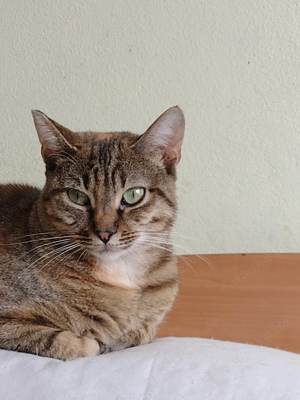 Toni, süße Katze, weibl., 3 J., kastriert  Bild 5