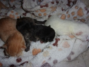 Wunderschone mischung baby katzen geboren auf 15-5-2024 Rote IST VERKAUFT Bild 1