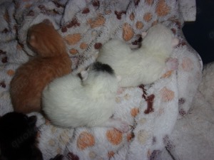 Wunderschone mischung baby katzen geboren auf 15-5-2024 Rote IST VERKAUFT Bild 2