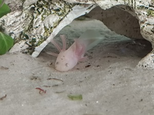 Axolotl , Jungtiere , eigene Zucht  Bild 2