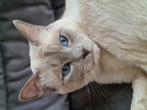 Deckkater Siamkatze reinrassig Lilac Point Bild 5