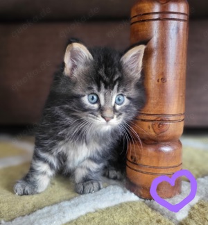 Reinrassige Maine Coon Kitten Bild 1