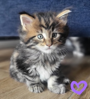 Reinrassige Maine Coon Kitten Bild 3