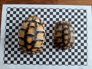 Zwei ägyptische Landschildkröten (Testudo kleinmanni) zu verkaufen 