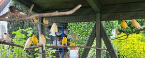 Kanarienvögel zu verkaufen Bild 2