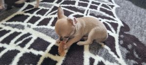 Chihuahua  (kurzhaarig)  sucht Zuhause  Bild 17
