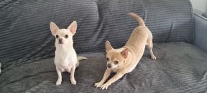 Chihuahua  (kurzhaarig)  sucht Zuhause  Bild 16