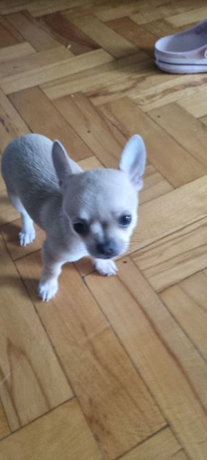 Chihuahua  (kurzhaarig)  sucht Zuhause  Bild 11