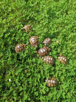 Landschildkröten Bild 2