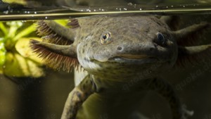 Axolotl