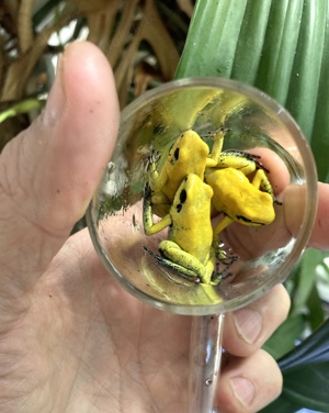 Phyllobates terribilis gelb 