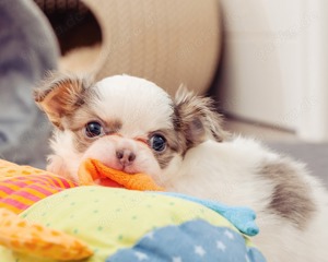 süße Chihuahua Prinzessin sucht Traumschloss  Bild 6