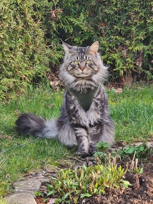 Maine Coone (Deckkater black silver tabby)