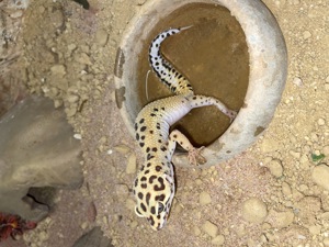 Leopardengeckos inkl. Terrarium & Zubehör Bild 4