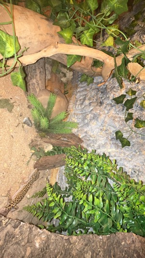 Leopardengeckos inkl. Terrarium & Zubehör Bild 8