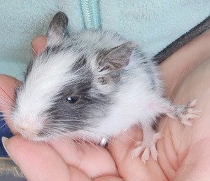 Degu Babies kleine Degus suchen demnächst ein Zuhause