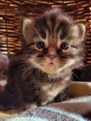 Maine Coon Kitten  Bild 10