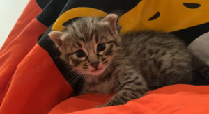 Savannah Kitten Bild 1