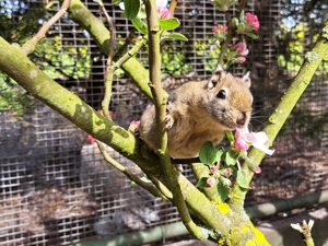    Baumstreifenhörnchen tamiops swinhoei 