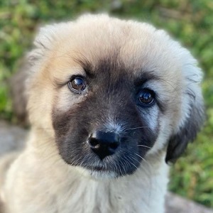  Remus Lupin, geb. ca. 12 2023, lebt in GRIECHENLAND, im städt. Tierheim Serres