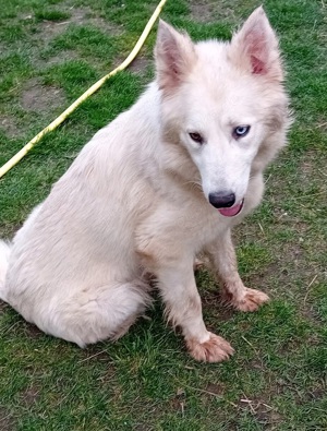 Weißer Schäferhund - Husky x Bernhardiner Welpen teilweise mit blauen Augen Bild 3