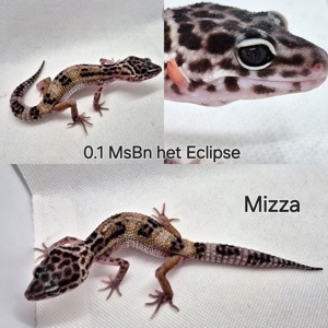 Leopardgecko Msbn und bn het Eclipse Weibchen Bild 4