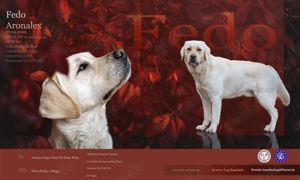 Labrador Deckrüde Fedo; kein Verkauf! Bild 1