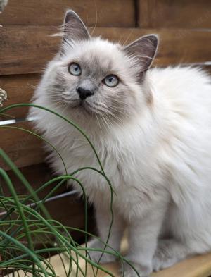 Heilige Birma Ragdoll Deckkater