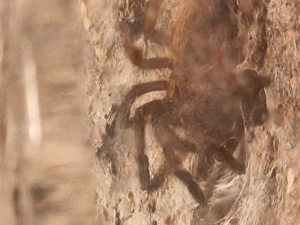 Pterinochilus murinus Bild 2