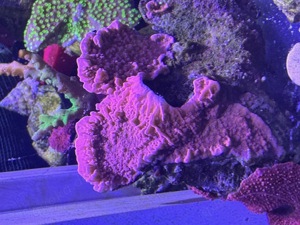 Meerwasser Korallen SPS LPS Bild 1