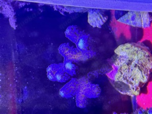 Meerwasser Korallen SPS LPS Bild 8