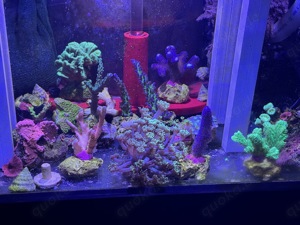Meerwasser Korallen SPS LPS Bild 3