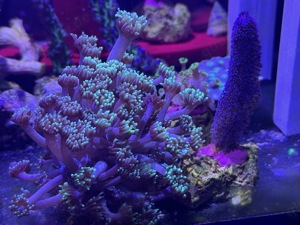 Meerwasser Korallen SPS LPS Bild 4