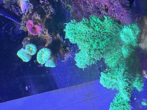 Meerwasser Korallen SPS LPS Bild 7