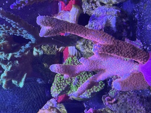 Meerwasser Korallen SPS LPS Bild 2